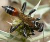 Prionyx lividocinctus